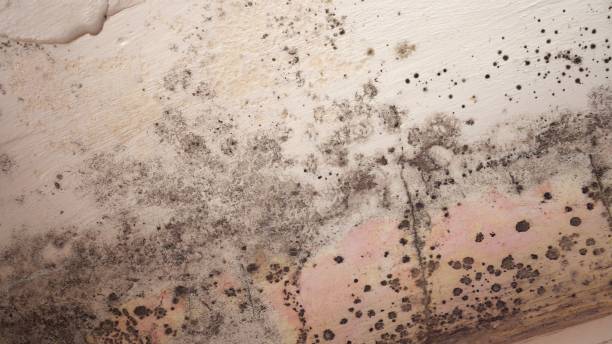 Best Mold Damage Restoration  in Bowmanstown, PA